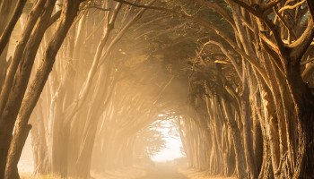 path through trees stephen leonardi