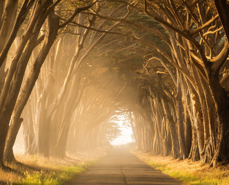 path through trees stephen leonardi