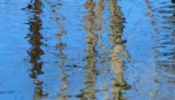 Photo of trees reflected in water.