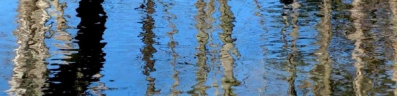 Photo of trees reflected in water.