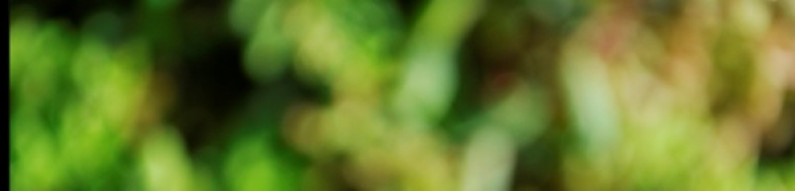 Blurred image of greenery.